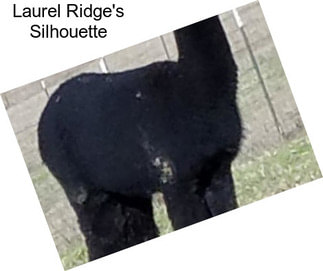 Laurel Ridge\'s Silhouette