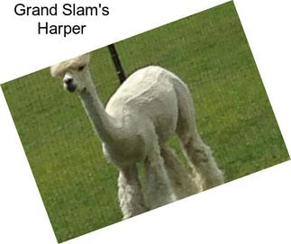 Grand Slam\'s Harper