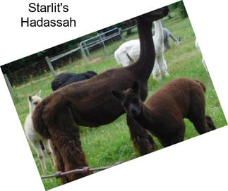 Starlit\'s Hadassah