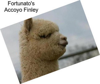 Fortunato\'s Accoyo Finley