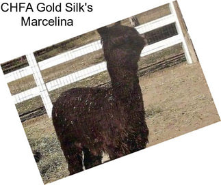 CHFA Gold Silk\'s Marcelina