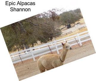 Epic Alpacas Shannon