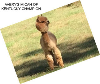 AVERY\'S MICAH OF KENTUCKY CHAMPION