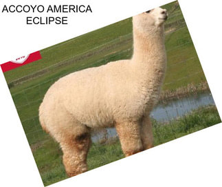 ACCOYO AMERICA ECLIPSE