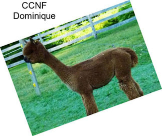 CCNF Dominique