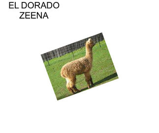 EL DORADO ZEENA