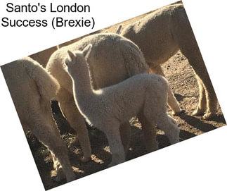 Santo\'s London Success (Brexie)