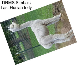 DRMS Simba\'s Last Hurrah \