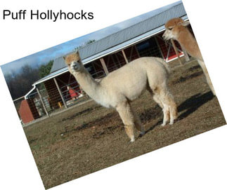 Puff Hollyhocks