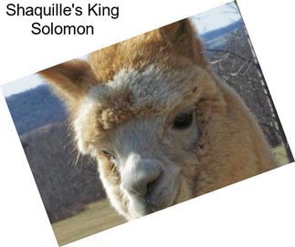 Shaquille\'s King Solomon