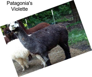 Patagonia\'s Violette