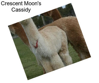 Crescent Moon\'s Cassidy