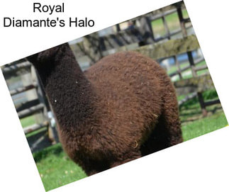 Royal Diamante\'s Halo