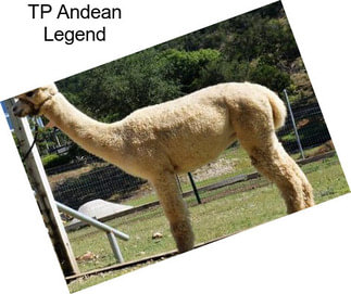 TP Andean Legend