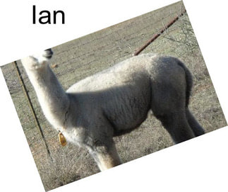 Ian