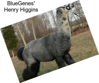 BlueGenes\' Henry Higgins