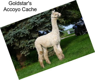 Goldstar\'s Accoyo Cache