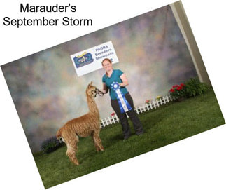 Marauder\'s September Storm