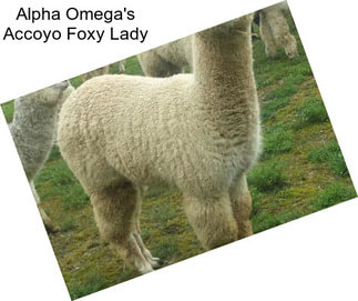 Alpha Omega\'s Accoyo Foxy Lady