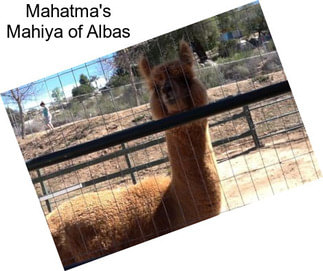 Mahatma\'s Mahiya of Albas