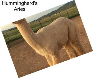 Hummingherd\'s Aries