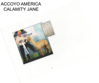 ACCOYO AMERICA CALAMITY JANE