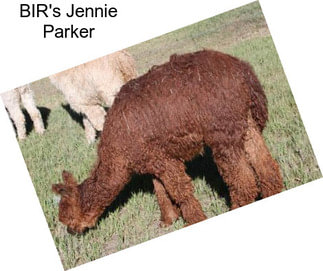 BIR\'s Jennie Parker