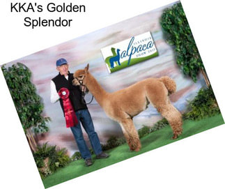 KKA\'s Golden Splendor