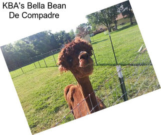 KBA\'s Bella Bean De Compadre