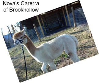 Nova\'s Carerra of Brookhollow