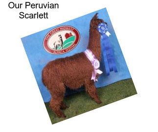 Our Peruvian Scarlett