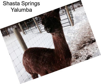 Shasta Springs Yalumba
