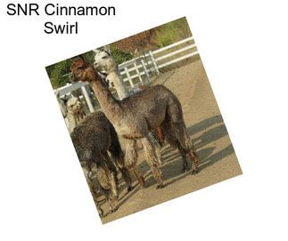 SNR Cinnamon Swirl