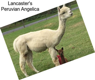 Lancaster\'s Peruvian Angelica