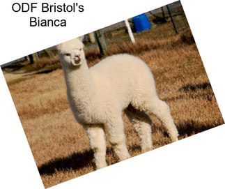 ODF Bristol\'s Bianca