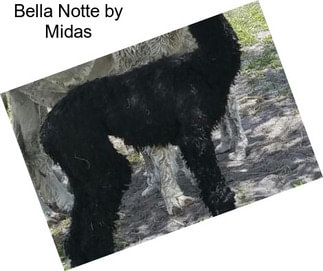 Bella Notte by Midas