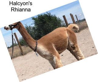 Halcyon\'s Rhianna