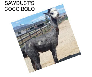 SAWDUST\'S COCO BOLO