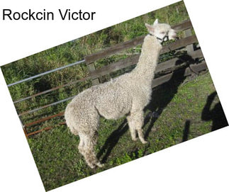 Rockcin Victor