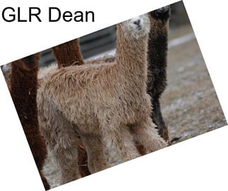 GLR Dean