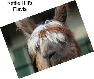 Kettle Hill\'s Flavia
