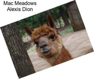 Mac Meadows Alexis Dion