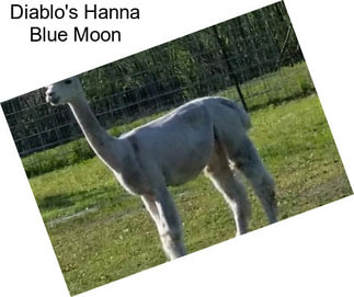 Diablo\'s Hanna Blue Moon
