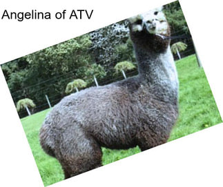 Angelina of ATV