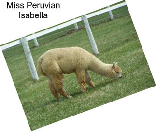 Miss Peruvian Isabella