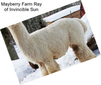 Mayberry Farm Ray of Invincible Sun