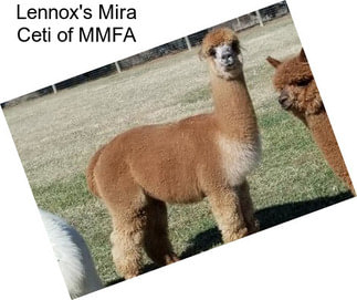 Lennox\'s Mira Ceti of MMFA