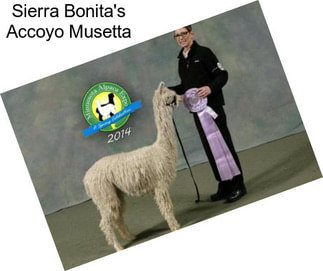 Sierra Bonita\'s Accoyo Musetta
