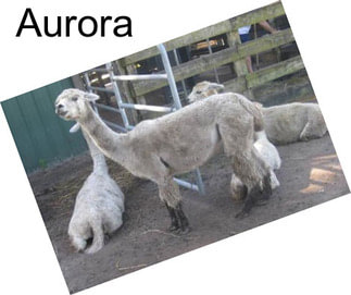 Aurora