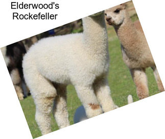 Elderwood\'s Rockefeller